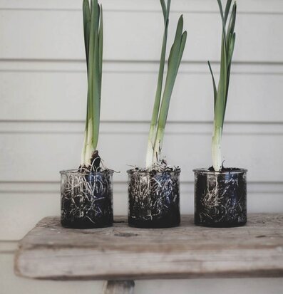 Bild på växter i glasburkar som dekorativa element