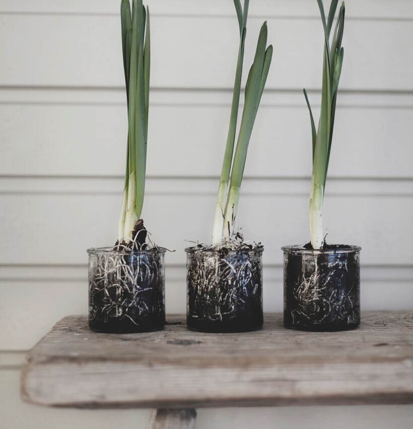 Bild på växter i glasburkar som dekorativa element