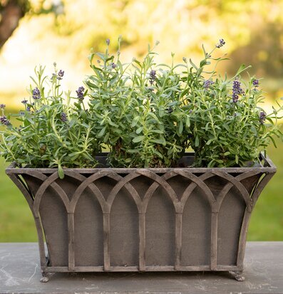 Foto av stilren metallkruka med lavendel i trädgård