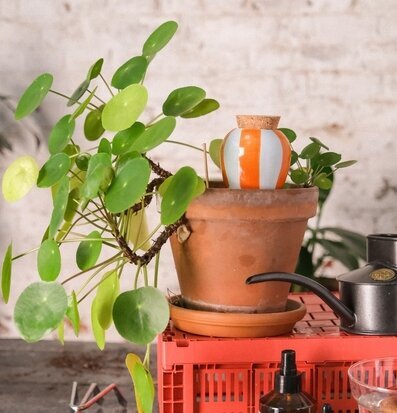 Foto av Pilea i terrakottakruka med stilfull bevattning