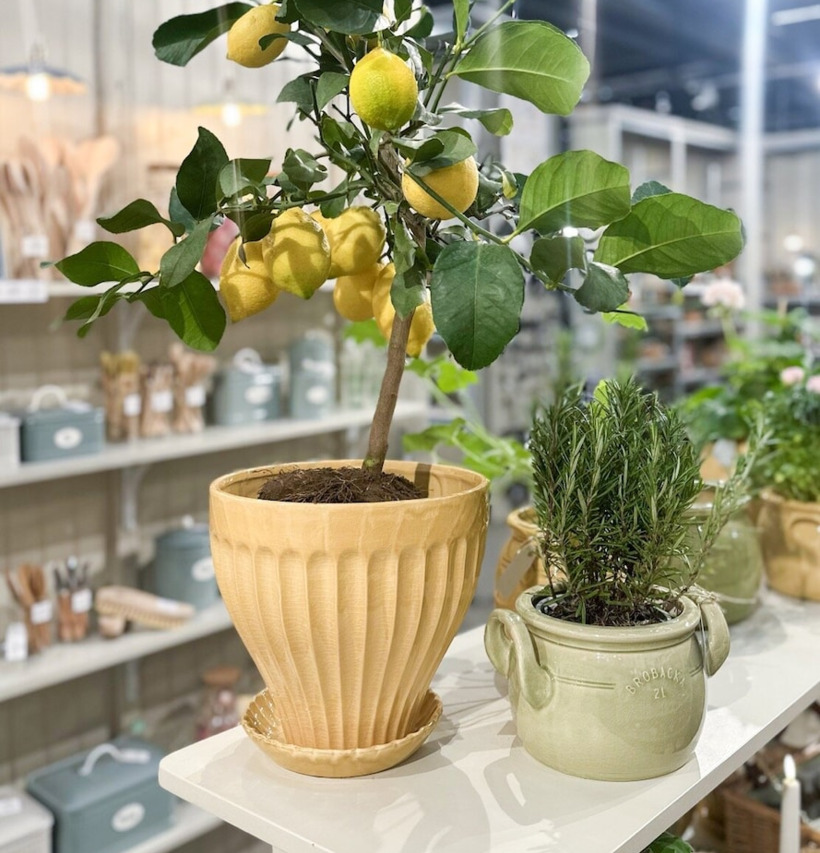 Krus Brobacka 2L Ljusgrön Låg Strömshaga Krukor Örtkrukor Glaskrukor