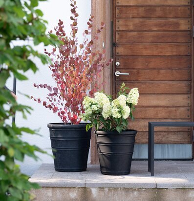 Bild: Stilren entré med svarta krukor och höstväxter ute