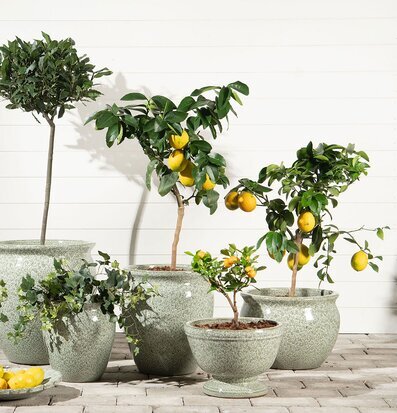 Bild med grönskande växter i marmorerade gröna pokalkrukor