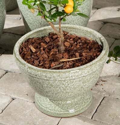 Bild på grön glaserad pokalkruka med citrusväxt utomhus