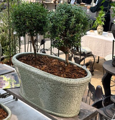 Bild av grönskande planteringslåda i inspirerande butiksmiljö