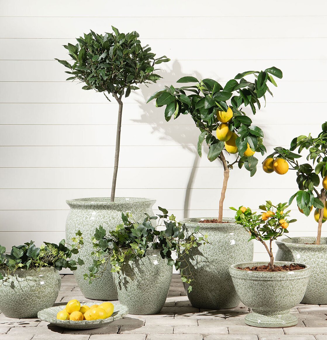 Bild av gröna krukor och citronträd på stenplattor utomhus