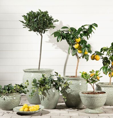 Bild av gröna krukor och citronträd på stenplattor utomhus