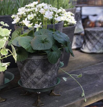 Bild: Lekfull trädgårdsdetalj med ankfötter och grå krukor