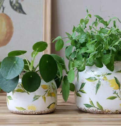 Bild med blomkrukor i keramik och växter på ljust träbord