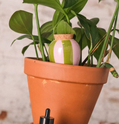 Bild på terrakottakruka med grön och lila bevattningsolla