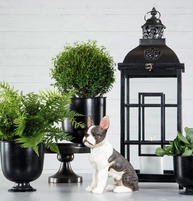 Bild: Stilleben med bulldog, gröna växter och svart lykta