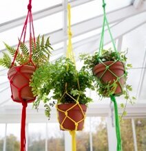 Bild av tre färgglada amplar med frodiga gröna växter