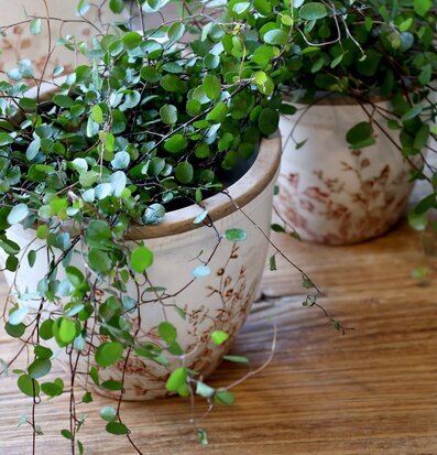 Bild av keramikkrukor med gröna växter på rustikt träbord