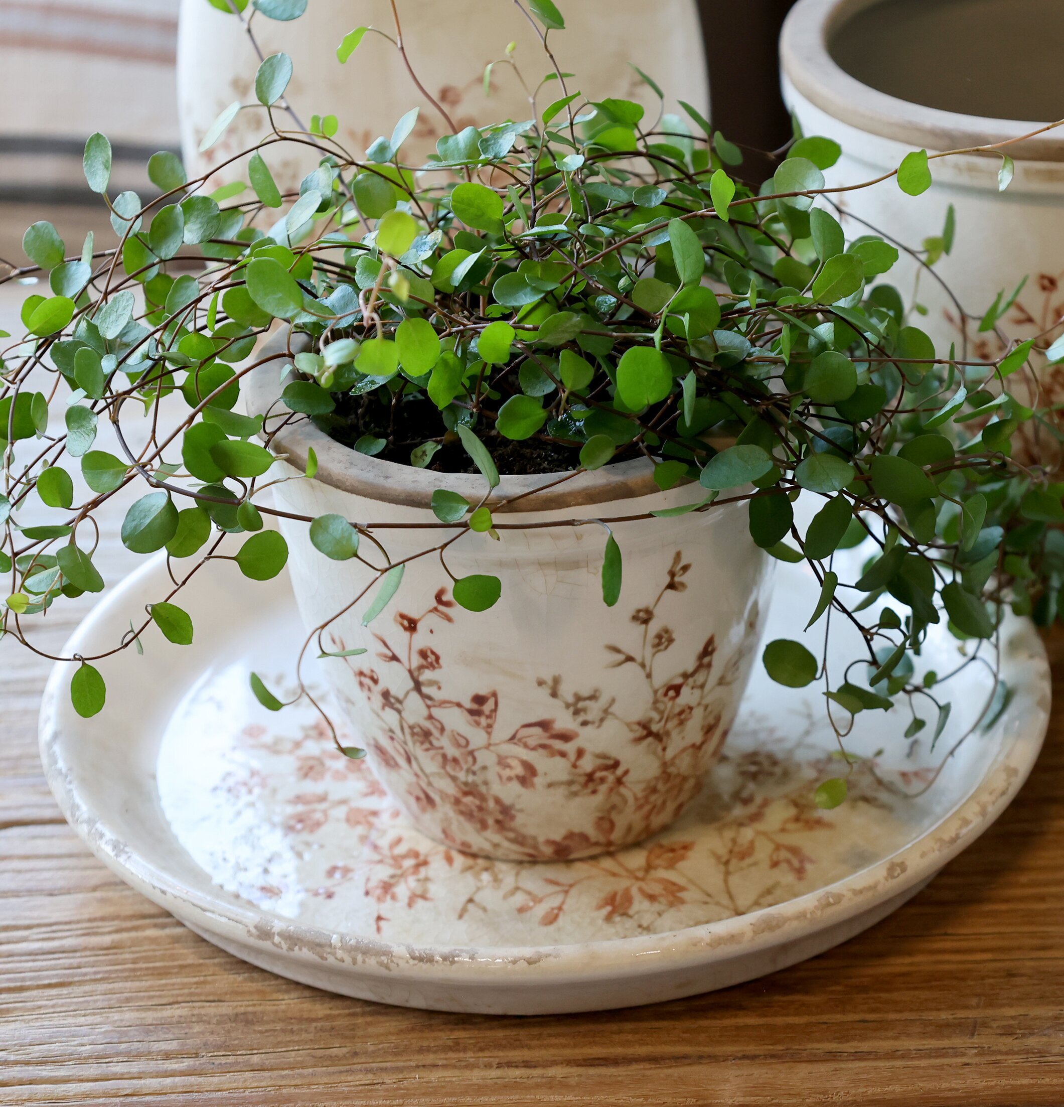 Kruka Keramik Chaville 10.5cm Chic Antique Krukor Örtkrukor Glaskrukor