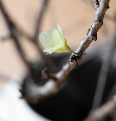 Fjäder Trådad Blom Lime A Lot Decoration Övrig prydnad/dekoration för inredning innemiljö