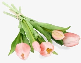 Foto: Rosa tulpanbukett frilagd mot vit bakgrund