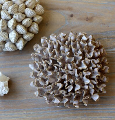 Foto: Havsinspirerad koralldekoration i latte ton