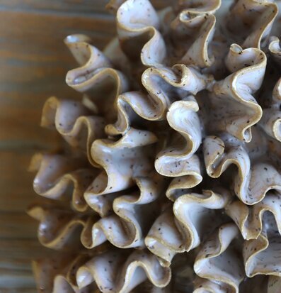 Foto av lattefärgad koralldekoration i keramik nära