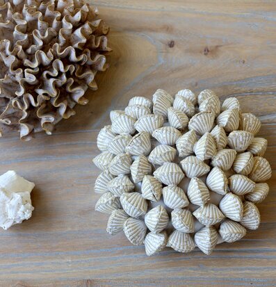 Foto: Snäckdekorationer på träbord i neutrala toner