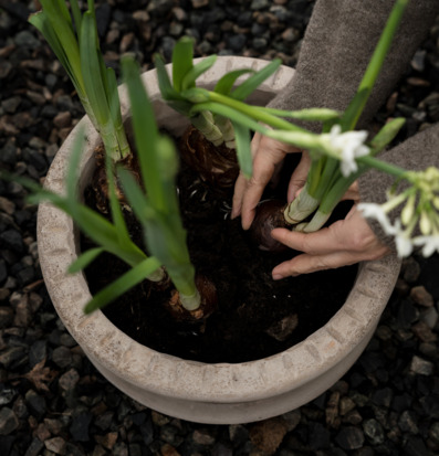 Kruka Med Fat - Ernst Krukor Örtkrukor Glaskrukor