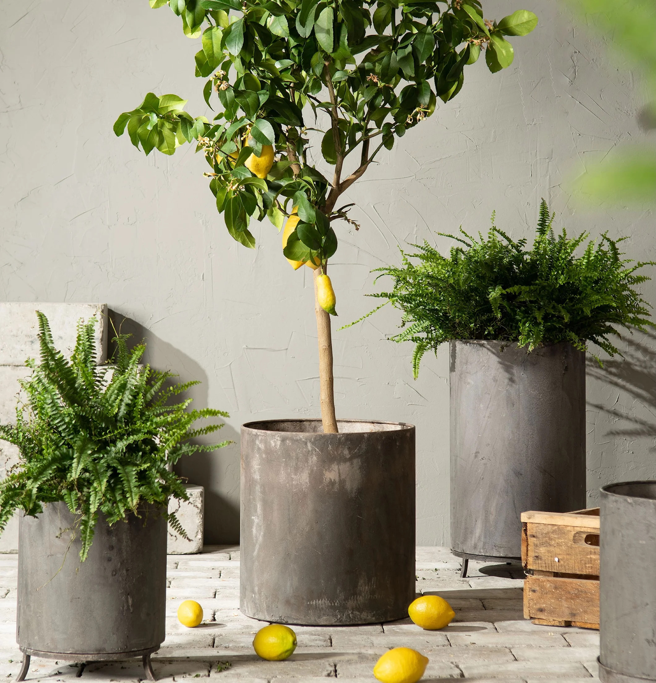 Kruka Låg Utomhus Metall A Lot Decoration Krukor Örtkrukor Glaskrukor