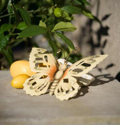 Foto: Plåtfjäril i dagsljus med citrus och bladskugga