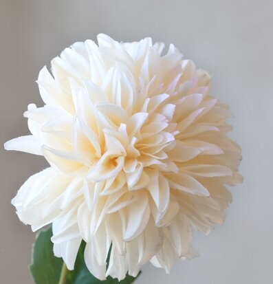 Foto: Närbild av krämvit dahlia mot grå bakgrund