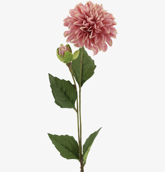 Foto: Frilagd rosa dahlia blomkvist på vit bakgrund