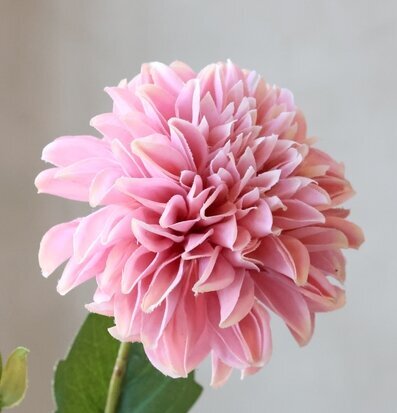 Foto: Rosa dahlia konstblomma i närbild, grå bakgrund