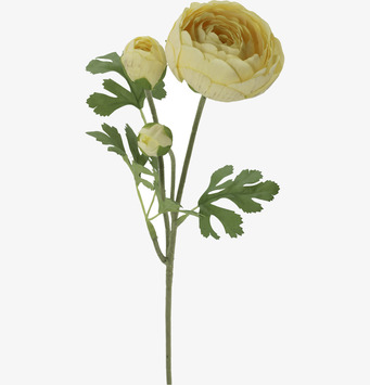 Bild på frilagd ranunkelkvist med knoppar och blad