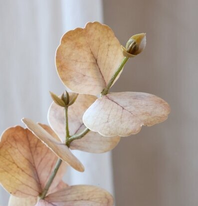 Foto på eukalyptuskvist med puderrosa blad närbild