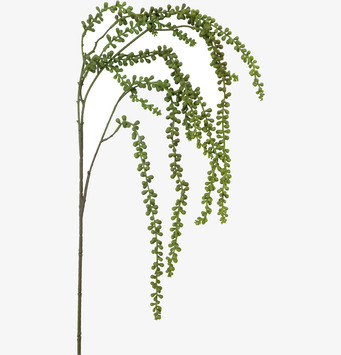 Foto på grön hängande kvist med små blad, vit bakgrund