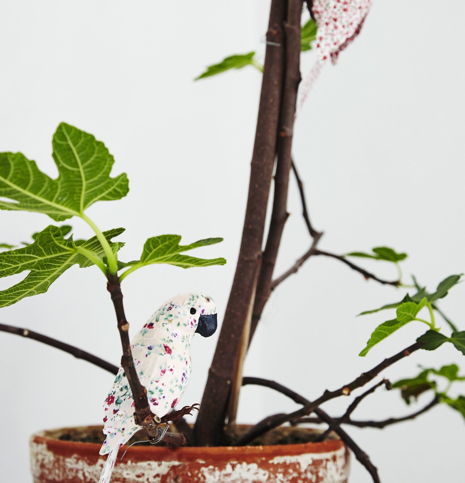 Vackra Undulater från Rice på en gren i en terrakottakruka