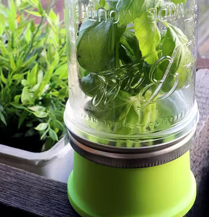 Herb Saver från Ball Mason Jar med färsk basilika inuti