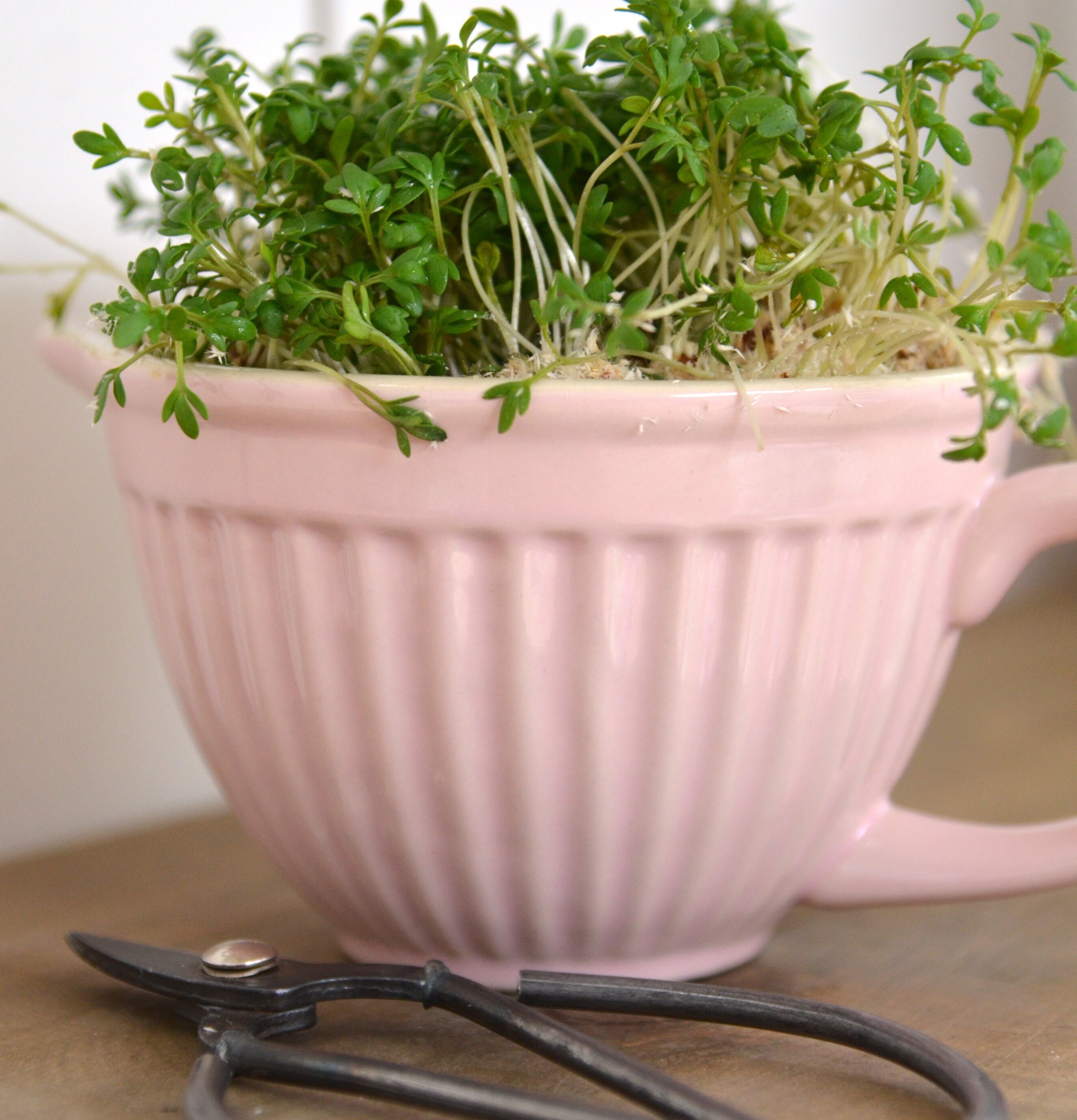 Bild av elegant vispskål med gröna skott och sekatör