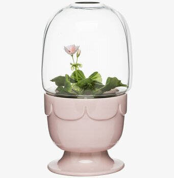 Bild av stilrent drivhus på fot med pelargoniarosabas