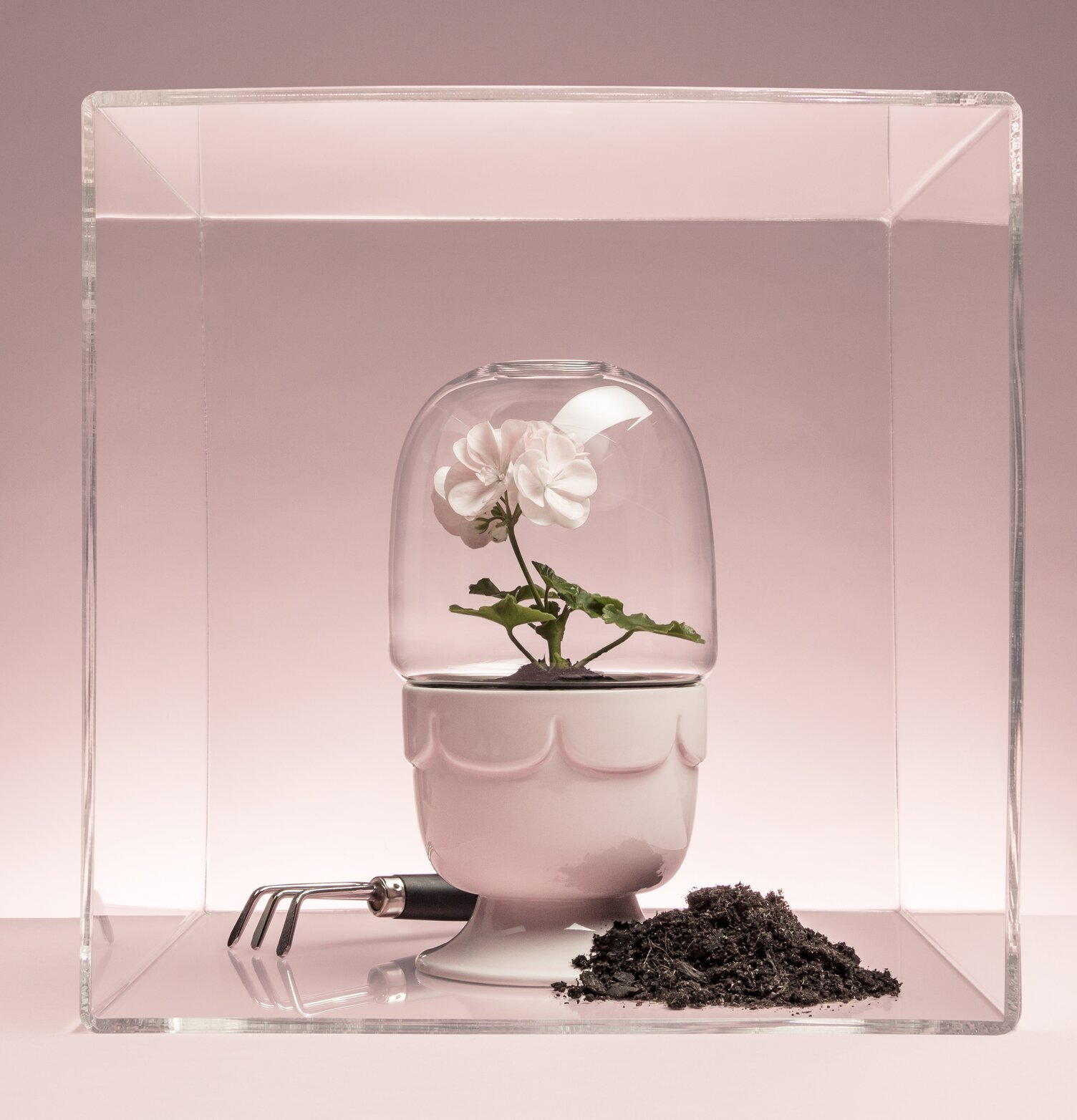 Bild av elegant drivhus med rosa blommor och glaskupa