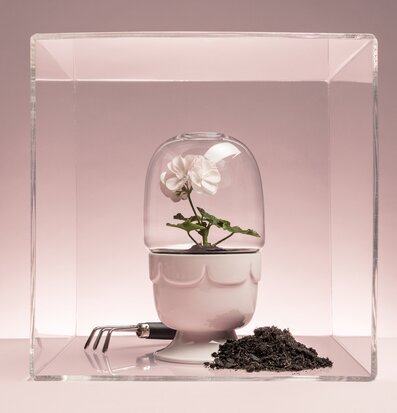 Bild av elegant drivhus med rosa blommor och glaskupa