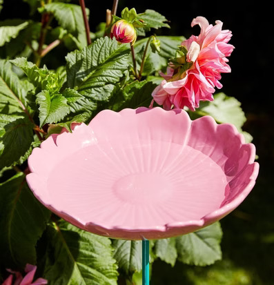 Bild av fågelbad i pastellrosa keramik i trädgård